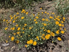Eriophyllum lanatum croceum