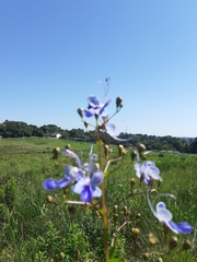 Rotheca