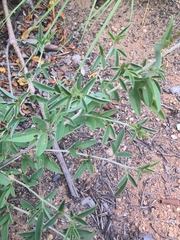 Indigofera subulata