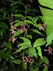 Palicourea longiflora