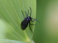 Phymatocera aterrima
