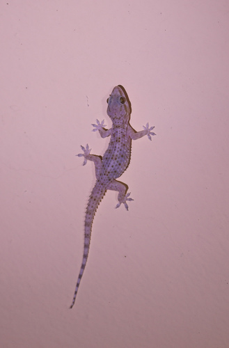 Tawi Atair Half-toed Gecko
