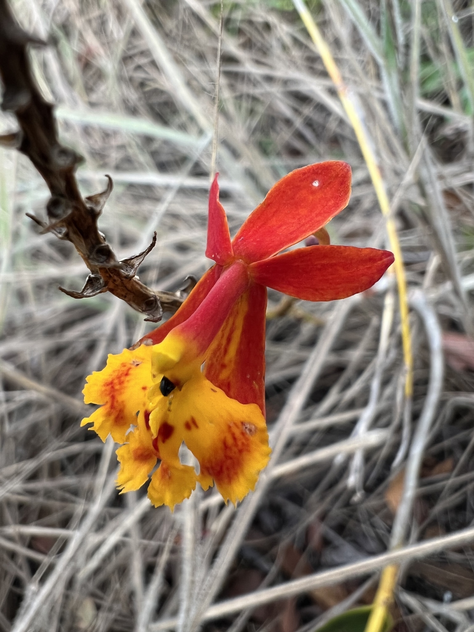 Imagem de Mini orquídea
