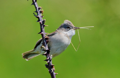 Curruca zarcera (Curruca communis)