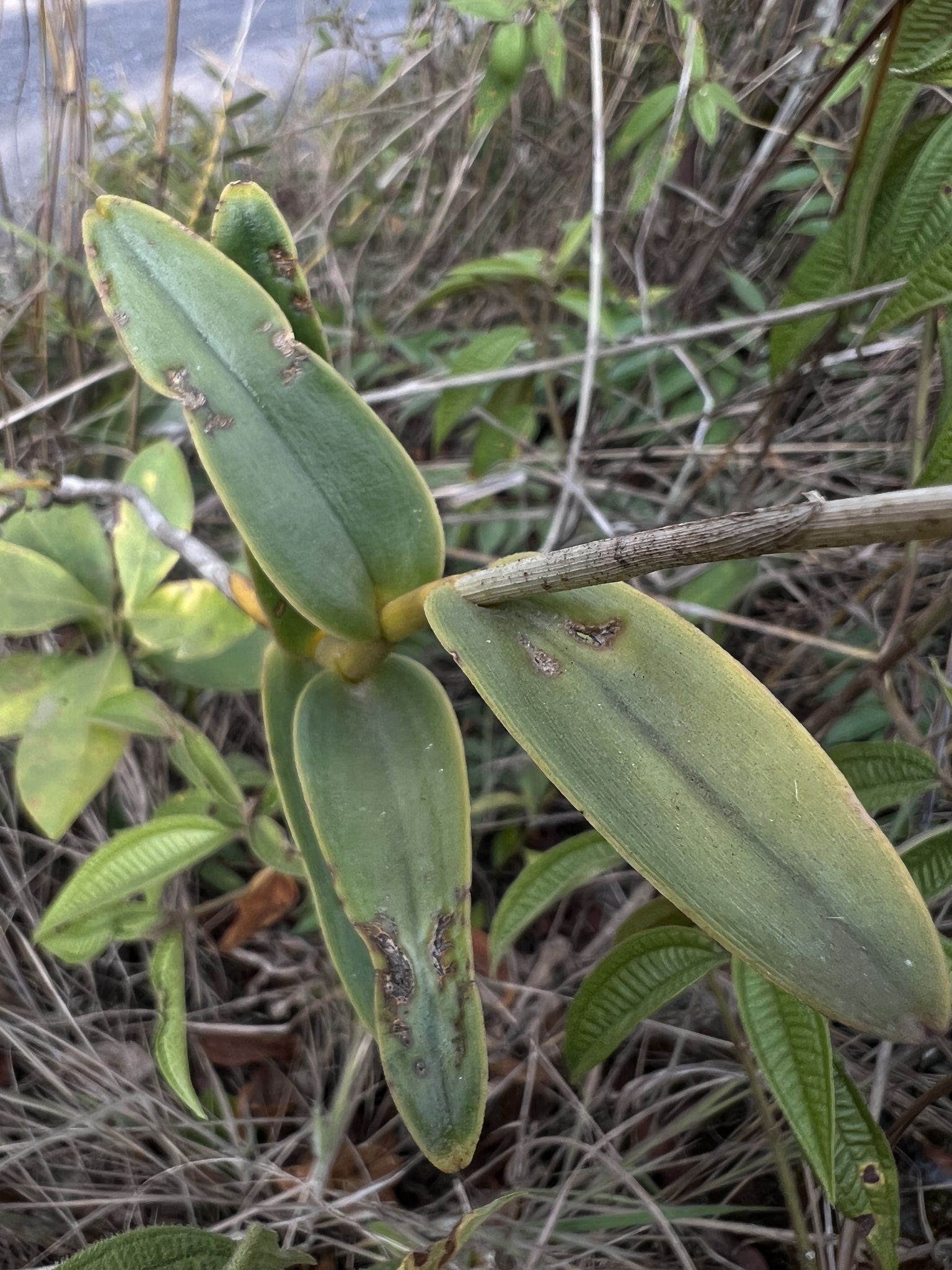 Imagem de Mini orquídea