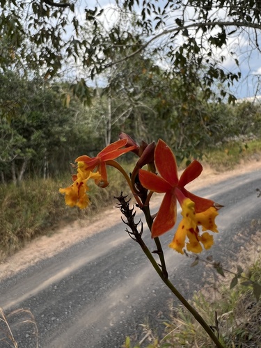 Epidendrum ibaguense, photograph 4