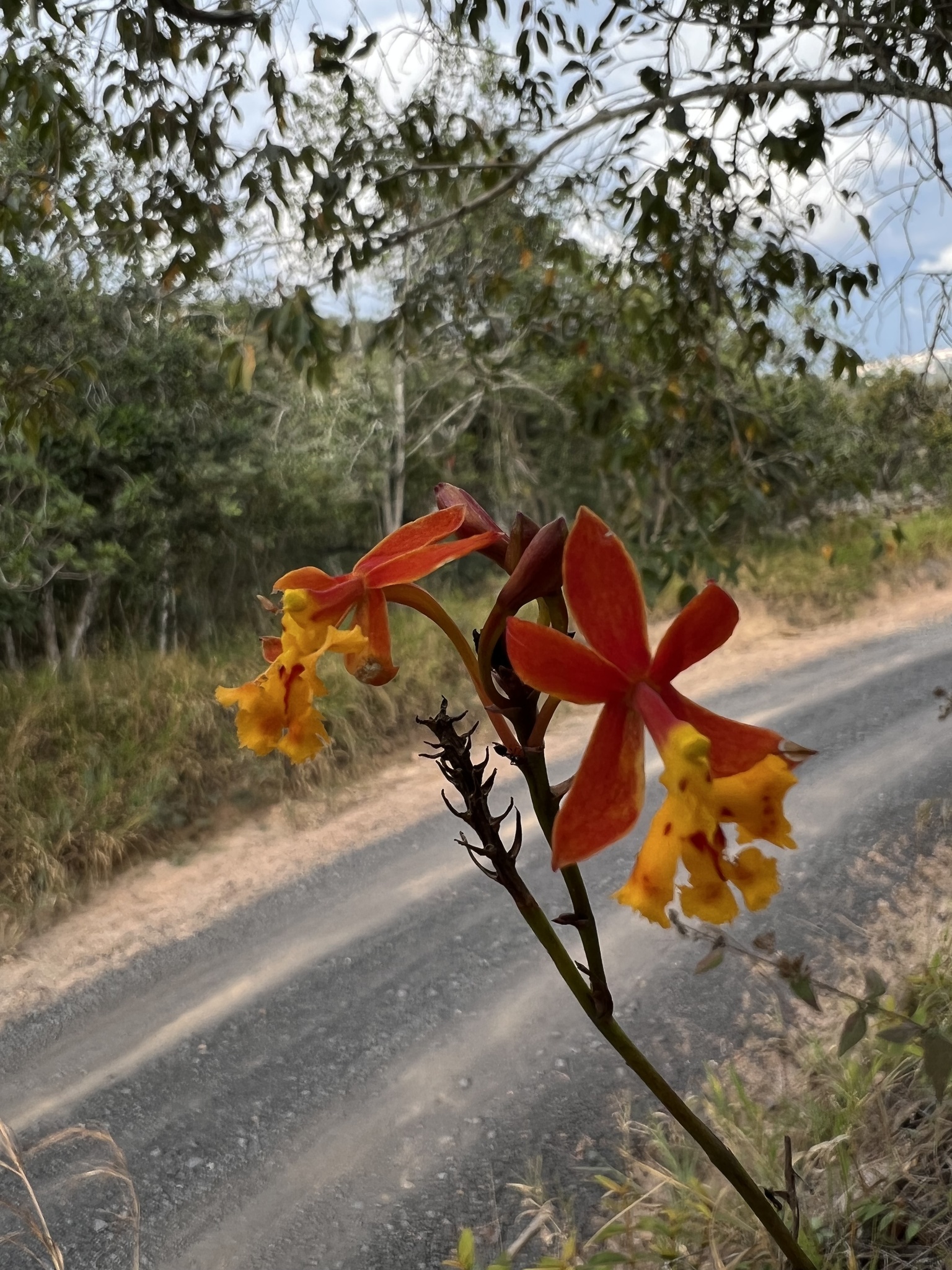 Imagem de Mini orquídea