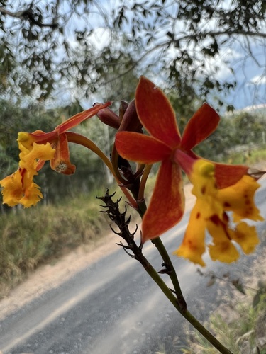 Epidendrum ibaguense, photograph 6