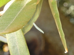 Stegommata sulfuratella