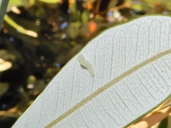 Stegommata sulfuratella