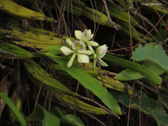 Prosthechea radiata