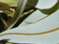 Stegommata sulfuratella