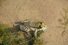 Pelophylax ridibundus