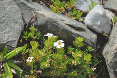 Euphrasia petriei