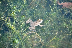 Pelophylax ridibundus