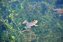 Pelophylax ridibundus
