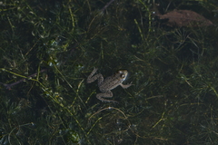 Pelophylax ridibundus