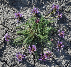 Astragalus suprapilosus