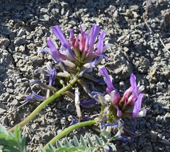Astragalus suprapilosus