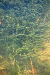 Elodea canadensis