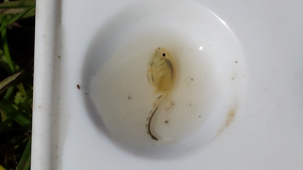 Vernal Pool Fairy Shrimp