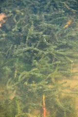 Elodea canadensis