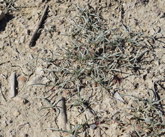 Petrosimonia triandra