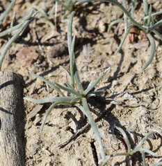 Petrosimonia triandra