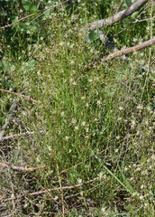 Hornungia procumbens