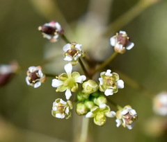 Hornungia procumbens