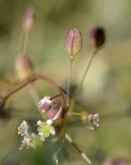 Hornungia procumbens