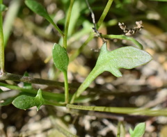 Hornungia procumbens