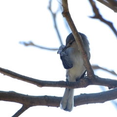 Polioptila albiloris