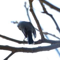 Polioptila albiloris