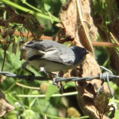 Polioptila albiloris