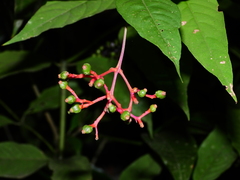 Palicourea longiflora