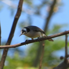 Polioptila albiloris