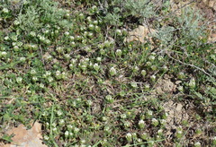 Trifolium leucanthum