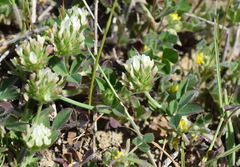 Trifolium leucanthum