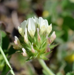 Trifolium leucanthum
