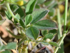 Trifolium leucanthum