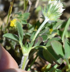 Trifolium leucanthum