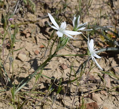 Ornithogalum navaschinii