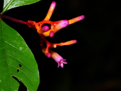 Palicourea longiflora