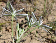 Ornithogalum navaschinii