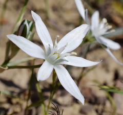 Ornithogalum navaschinii