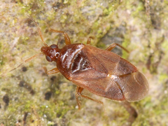 Cardiastethus fasciiventris