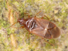 Cardiastethus fasciiventris
