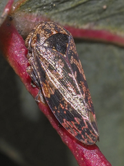 Eurymeloides marmorata