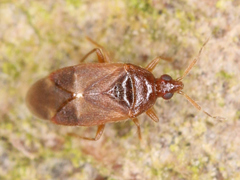 Cardiastethus fasciiventris